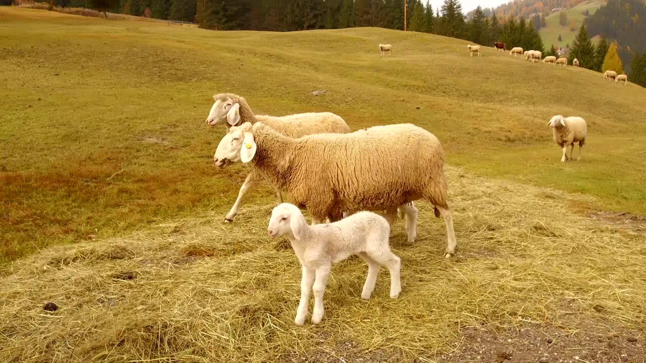 pastoreo de ovejas en alta badia, dolomitas