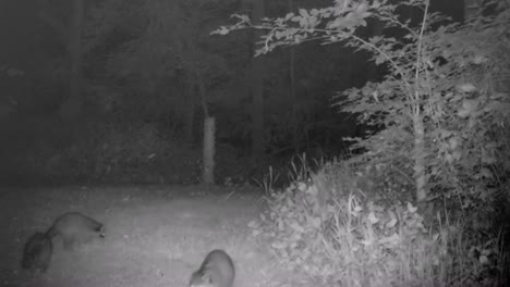 mirada o familia de mapaches retozando en un claro en el bosque después del anochecer