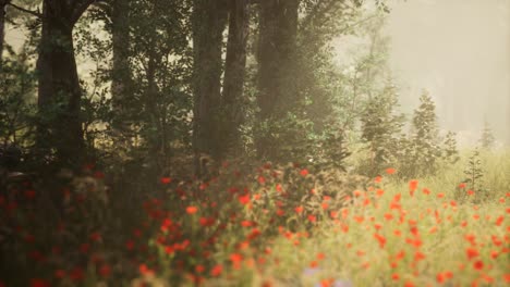 clearing in the forest in sunny summer morning