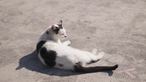 a black and white cat basks in the sun on a slab of warm concrete.