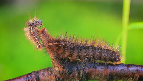 caterpillar yellow tail moth (euproctis similis) and caterpillar phragmatobia fuliginosa crawls along a tree branch on a green background.