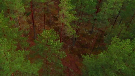 Magnificent-Virgin-Pine-Forest,-In-Heart-Of-Nature,-USA