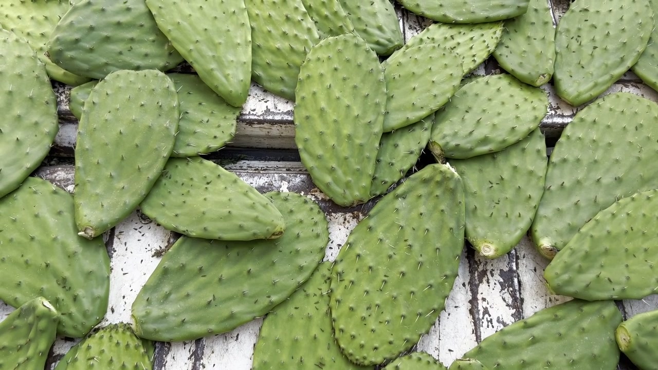 Quantità di huaraches di nopal distribuiti sul tavolo.