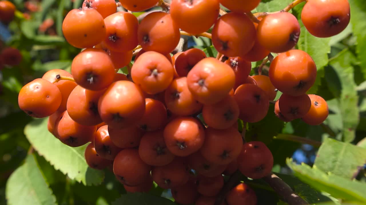 Close up view of vibrant orange colored rowan ash or sorbus tree berries in a bunch that are ripe, delicious and have healing powers. Sun shining on the treeleaves, branches and berries