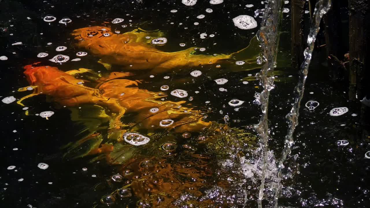 Koi Fish in a Fountain Pond