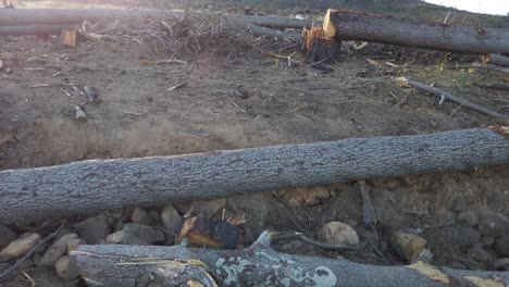 view of cut pine tree logs in the mountain table in cape town, south africa