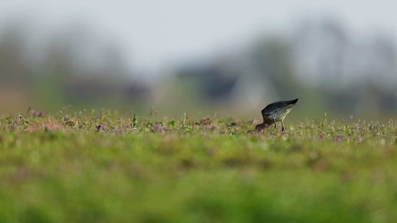 Black-tailed Godwit in a Meadow