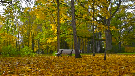 fallen golden yellow and brown leaves on the ground at saku mansion park during a cloudy day. white bench, tall birch, oak and ash trees with autumn leaves are visible and white cloudy sky in the back