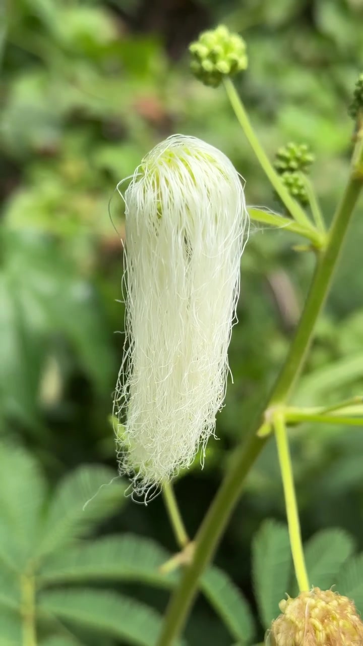 Close-up of a Delicate White Flower Bud in Nature