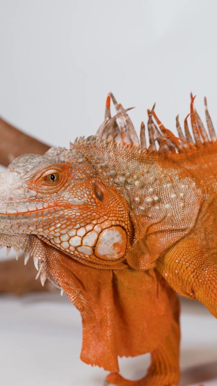 Uno scatto dettagliato di profilo di un'iguana arancione immobile su sfondo bianco.