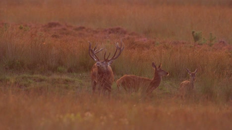 red deer stag paddles in wallowing pit and bellows, mating season, early morning