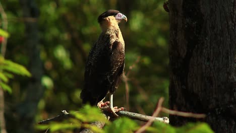 brazilian forest predator - crested caracara looking around for its prey