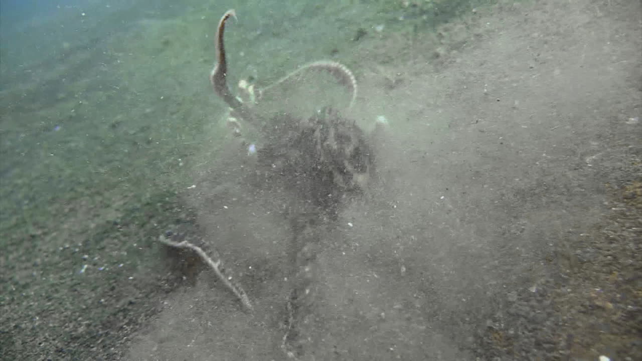 수중 킬러: 문어를 흉내내어 갯가재를 잡아서 싸우고 기도하면서 모래 속으로 물러납니다.