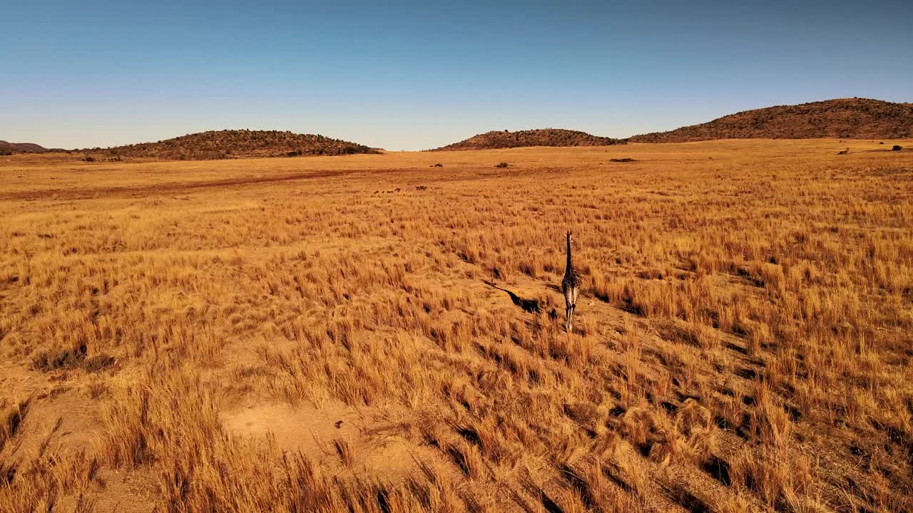 una jirafa solitaria caminando por la sabana dorada de áfrica al atardecer - belleza serena en áfrica