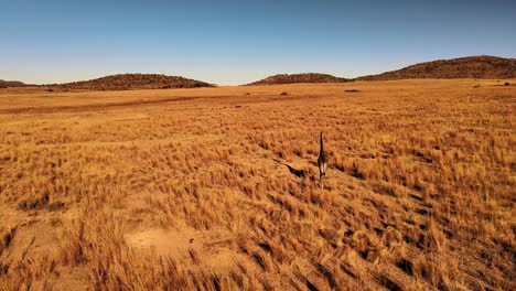 Einsame-Giraffe,-Die-Bei-Sonnenuntergang-Durch-Die-Goldene-Afrikanische-Savanne-Wandert---Heitere-Schönheit-In-Afrika