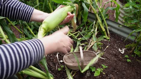 woman’s hands harvesting sweet corn and stripping off the outer cover