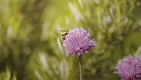 bumblebee pollinating and collecting nectar from pink color flower against green meadow