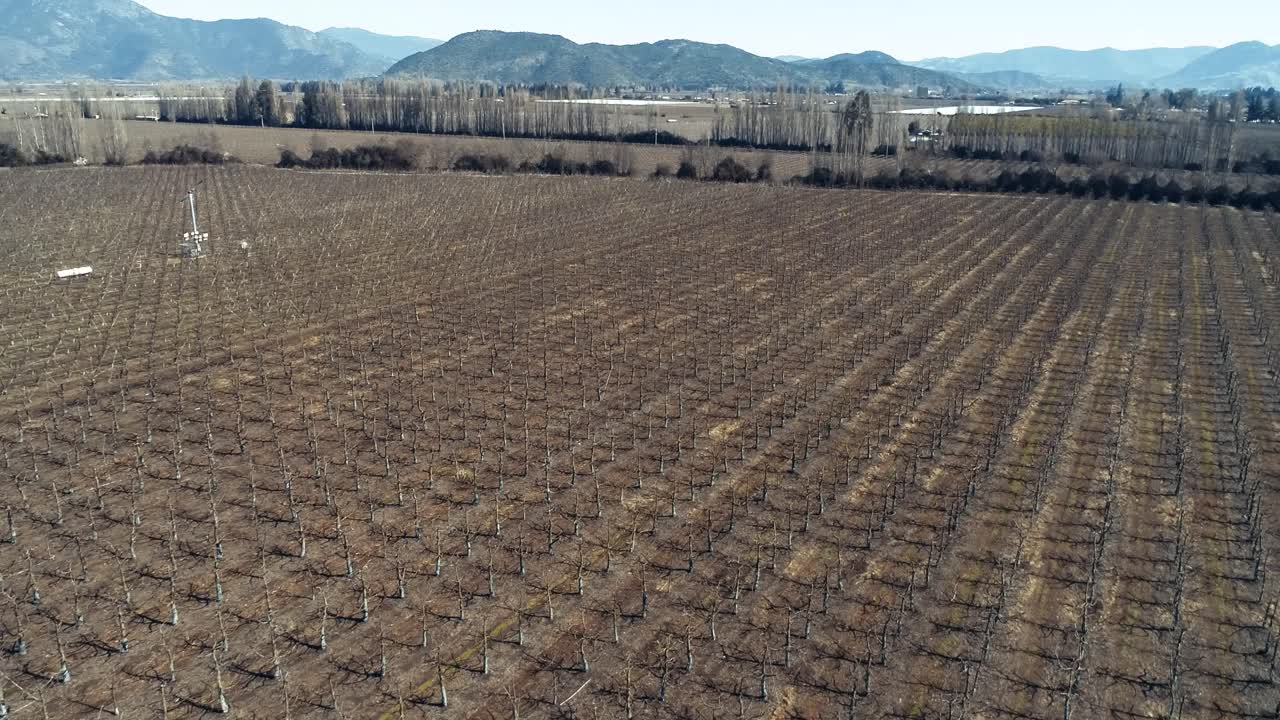 4k의 드론 푸티지, 칠레에서 60fps 촬영, 농작물에서 올라가는 부드러운 촬영