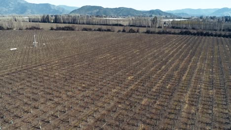 Drone-footage-in-4K,-60fps-shot-in-Chile,-smooth-shoot-going-up-from-a-the-crops
