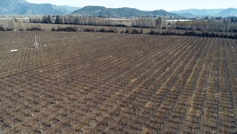 imágenes de drones en 4k, 60 fps filmadas en chile, tomas suaves que suben desde los cultivos