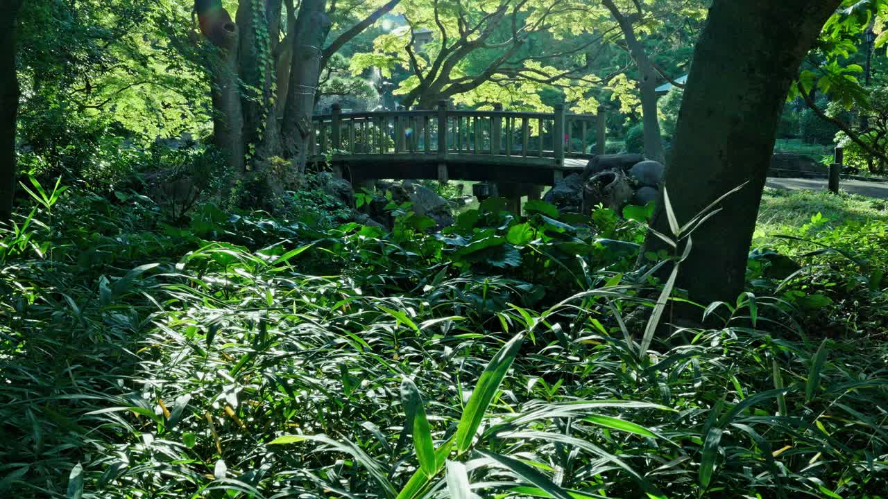A wooden bridge is partially visible behind vibrant green undergrowth and trees, with sunlight filtering through the canopy in a lush park setting.