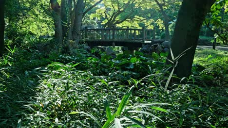 a wooden bridge is partially visible behind vibrant green undergrowth and trees, with sunlight filtering through the canopy in a lush park setting.