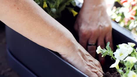 Crop-woman-transplanting-plant