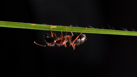 Hormiga-Grande-Trabajadora-Sobre-Fondo-Negro-De-Hoja-De-Hierba-Verde