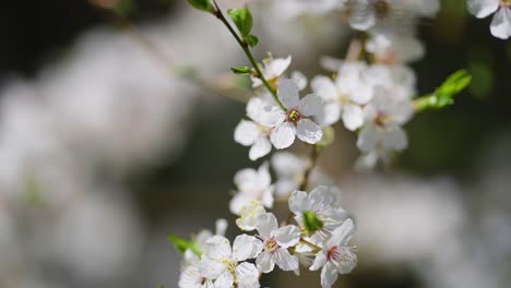 beautiful flowers of the cherry tree in bloom