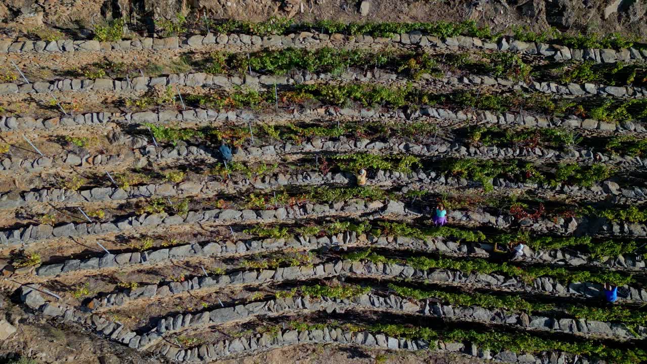 Drone top down bird's eye view of workers in vineyard harvesting grapes in Sil Canyon, Galicia Spain