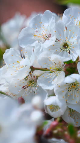 large white flowers of cherry. spring flowering cherry tree. vertical video