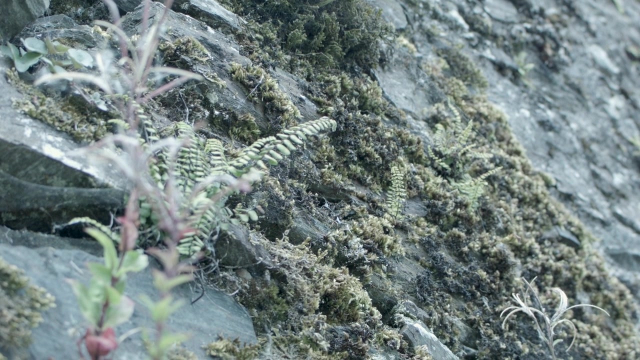 Muschio e vegetazione con ragnatele su un muro di pietra in campagna