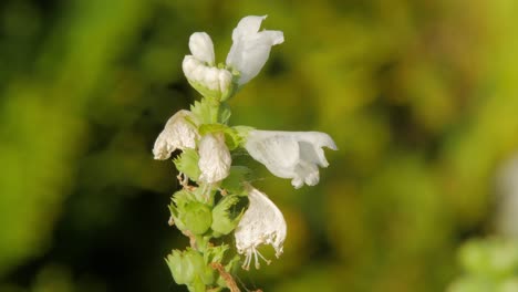 flores blancas de planta obediente