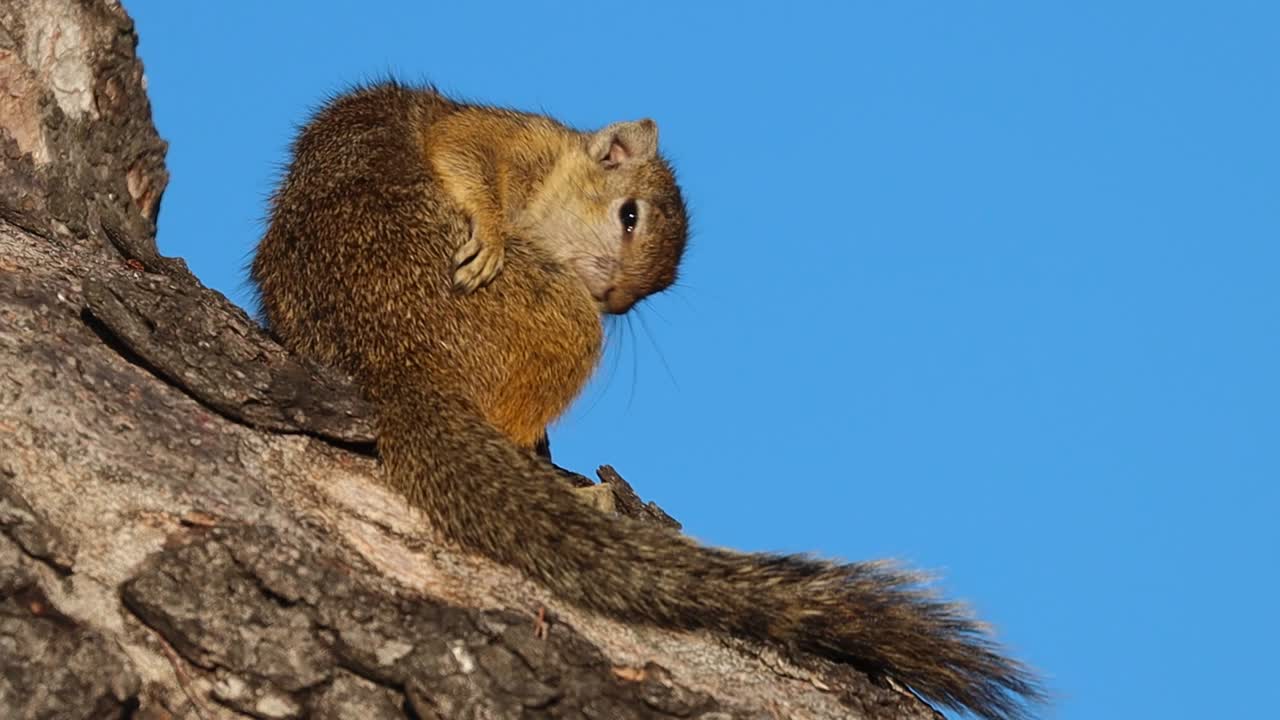 una toma amplia de una ardilla de árbol sentada en un árbol acicalándose antes de saltar del marco, sudáfrica