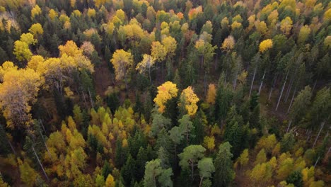 Coloridos-Bosques-De-Letonia-En-El-Mes-De-Octubre