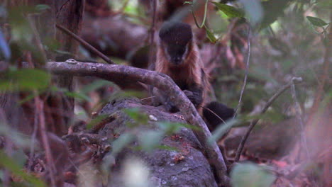 Uso-De-Herramientas-De-Roca-Monos-Capuchinos-Rayados-Buscando-Comida-En-El-Sotobosque-Reserva-Serra-Das-Almas,-Brasil