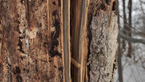 cracked bark in the winter forest