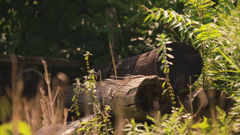 wind blows swaying grass foreground fronting wooden pile of log posts abandoned in forest