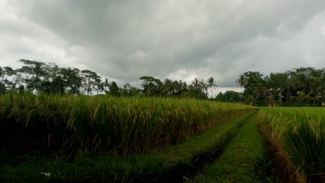 Timelapse-De-Nubes-Moviéndose-Sobre-Un-Arrozal-En-Bali-Ubud