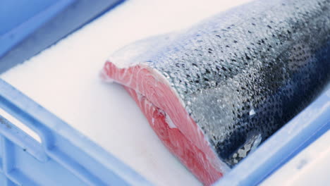 fresh cut of salmon on display inside the blue crate at the market