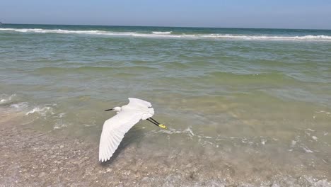 la garza interactúa con las olas en la playa de arena