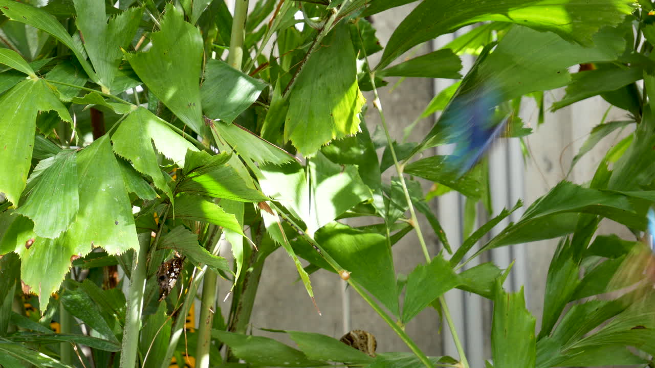 두 개의 파란색 모르포 나비가 펄럭이며 놀다 - 가까이