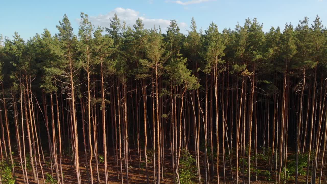 Aerial dolly left shot of a pine forest tree tops on sunset