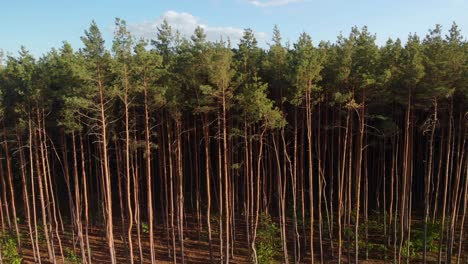 aerial dolly left shot of a pine forest tree tops on sunset