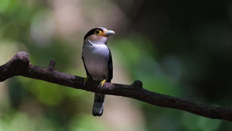 Perched-on-a-branch-within-a-dark-forest-looking-around-with-food-in-the-mouth,-Silver-breasted-Broadbill,-Serilophus-lunatus,-Kaeng-Krachan-national-Park,-Thailand