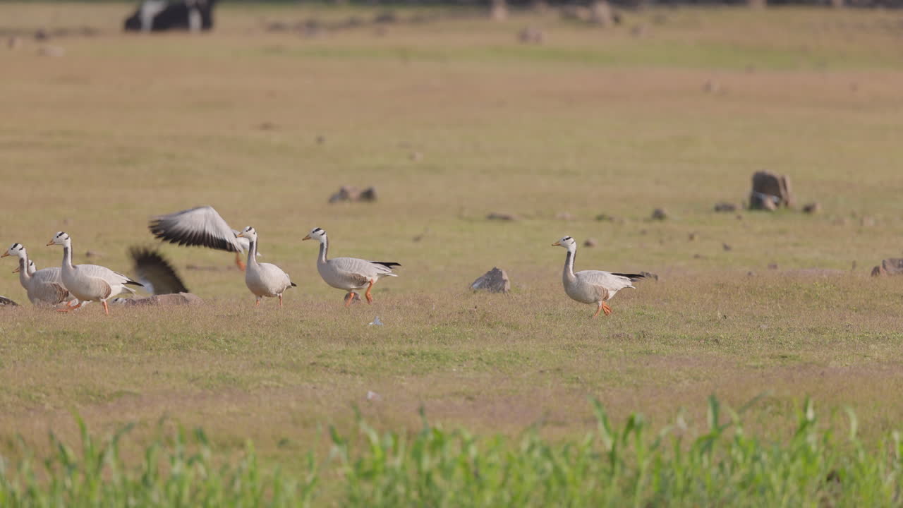인도의 들판에서 걷고 이륙하는 막대 머리 거위 무리