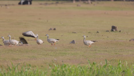 flock of bar headed geese walking and taking off from a field in india