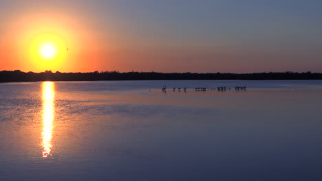 Aves-Playeras-Al-Atardecer-A-Lo-Largo-De-Los-Humedales-De-La-Costa-De-Florida