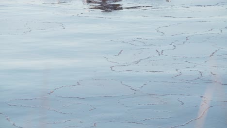 Aquatic-Plant-Floating-In-The-Calm-Water