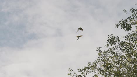 Impresionante-Toma-De-Seguimiento-De-Dos-Grandes-Loros-Guacamayos-Verdes-En-Vuelo-Durante-Un-Hermoso-Día-De-Verano